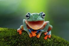 Beautiful Javan Tree Frog Sitting on Branch, Flying Frog Lined up on the Bridge-Kurit afshen-Photographic Print