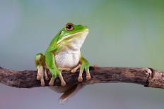 Beautiful Javan Tree Frog Sitting on Branch, Flying Frog Lined up on the Bridge-Kurit afshen-Photographic Print