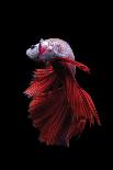 Betta Fish, Indonesia-Kuritafsheen-Mounted Photographic Print