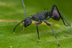 Macro Shot of a Spiny Black Ant-kurt_G-Photographic Print