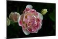 Premium Photographic Print