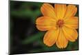 Premium Photographic Print
