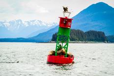Seals and Bald Eagles on the inside Passage near Juneau, Alaska.-Kushal Bose-Photographic Print