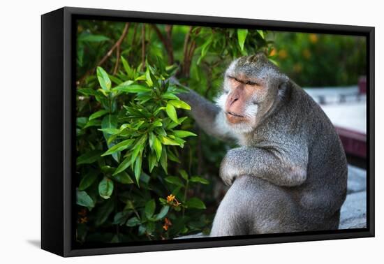 Kuta Selatan, Bali, Indonesia. A monkey sits watching in Uluwatu.-Micah Wright-Framed Premier Image Canvas