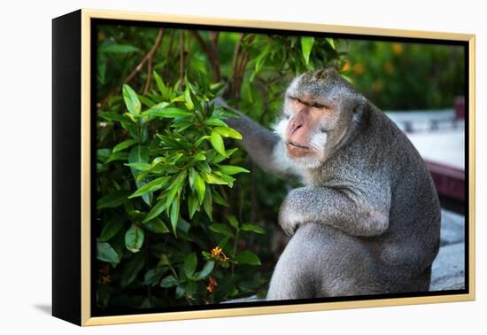 Kuta Selatan, Bali, Indonesia. A monkey sits watching in Uluwatu.-Micah Wright-Framed Premier Image Canvas