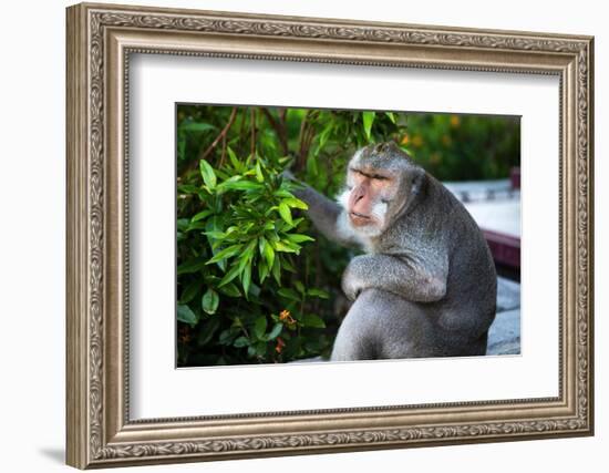 Kuta Selatan, Bali, Indonesia. A monkey sits watching in Uluwatu.-Micah Wright-Framed Photographic Print