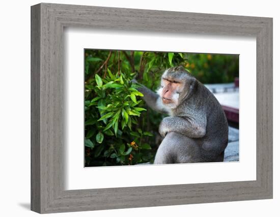 Kuta Selatan, Bali, Indonesia. A monkey sits watching in Uluwatu.-Micah Wright-Framed Photographic Print