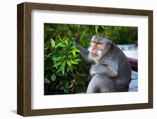 Kuta Selatan, Bali, Indonesia. A monkey sits watching in Uluwatu.-Micah Wright-Framed Photographic Print