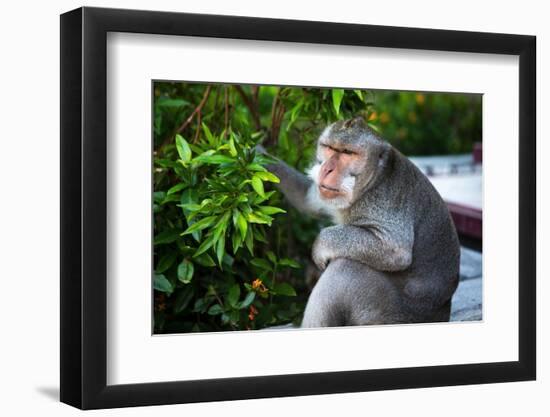 Kuta Selatan, Bali, Indonesia. A monkey sits watching in Uluwatu.-Micah Wright-Framed Photographic Print