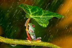 Ohh Noo :( It's Raining-Kutub Uddin-Photographic Print
