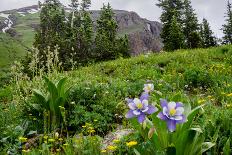 Columbine and Wildflowers in Colorado Mountain Basin-kvd design-Photographic Print