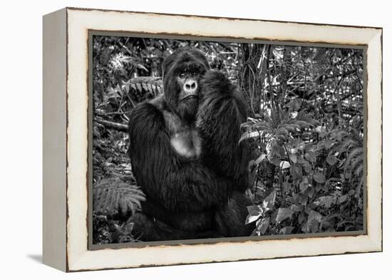 Kwitonda Silverback-Karen Lunney-Framed Premier Image Canvas