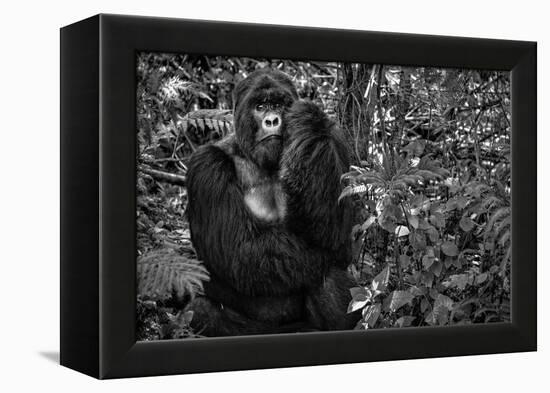 Kwitonda Silverback-Karen Lunney-Framed Premier Image Canvas