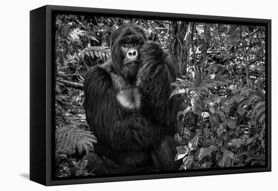 Kwitonda Silverback-Karen Lunney-Framed Premier Image Canvas