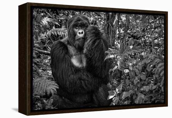 Kwitonda Silverback-Karen Lunney-Framed Premier Image Canvas