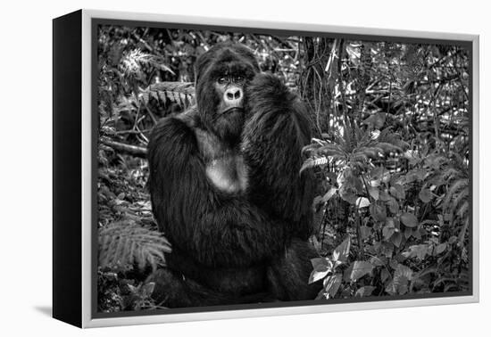 Kwitonda Silverback-Karen Lunney-Framed Premier Image Canvas