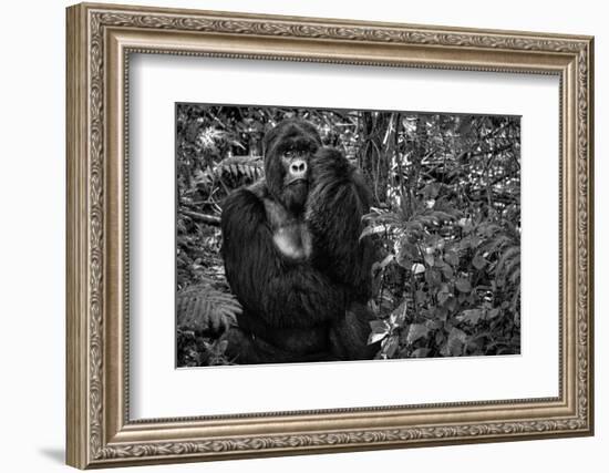 Kwitonda Silverback-Karen Lunney-Framed Photographic Print