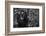 Kwitonda Silverback-Karen Lunney-Framed Photographic Print