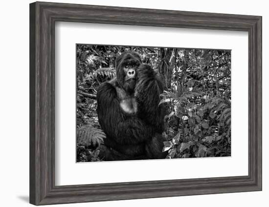 Kwitonda Silverback-Karen Lunney-Framed Photographic Print