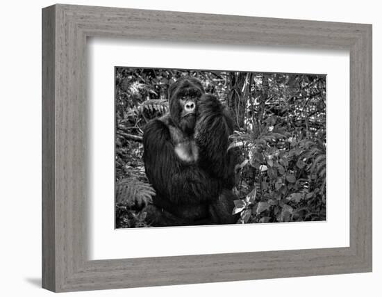 Kwitonda Silverback-Karen Lunney-Framed Photographic Print