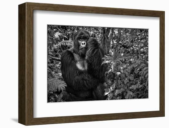 Kwitonda Silverback-Karen Lunney-Framed Photographic Print