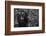 Kwitonda Silverback-Karen Lunney-Framed Photographic Print