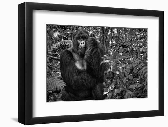 Kwitonda Silverback-Karen Lunney-Framed Photographic Print