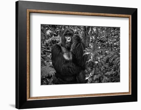 Kwitonda Silverback-Karen Lunney-Framed Photographic Print