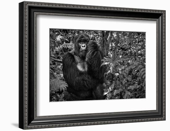 Kwitonda Silverback-Karen Lunney-Framed Photographic Print