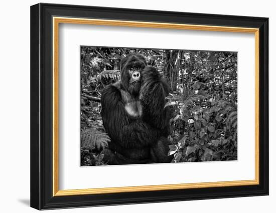 Kwitonda Silverback-Karen Lunney-Framed Photographic Print