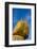 Kyaiktiyo Pagoda, Gold Rock, Mon State, Myanmar-Keren Su-Framed Photographic Print