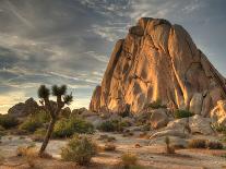 Sunset at Joshua Tree National Park in Southern California-Kyle Hammons-Photographic Print