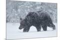 Premium Photographic Print