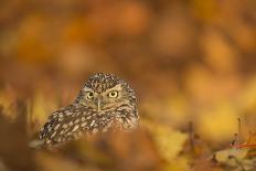 Tawny owl (Strix aluco), among autumn foliage, United Kingdom, Europe-Kyle Moore-Framed Photographic Print