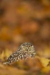 Tawny owl (Strix aluco), among autumn foliage, United Kingdom, Europe-Kyle Moore-Framed Photographic Print