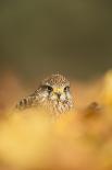 Burrowing owl (Athene cunicularia), among autumn foliage, United Kingdom, Europe-Kyle Moore-Framed Photographic Print