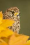 Common kestrel (Falco tinnunculus), among autumn foliage, United Kingdom, Europe-Kyle Moore-Photographic Print