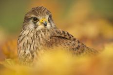 Burrowing owl (Athene cunicularia), among autumn foliage, United Kingdom, Europe-Kyle Moore-Framed Photographic Print