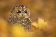 Burrowing owl (Athene cunicularia), among autumn foliage, United Kingdom, Europe-Kyle Moore-Framed Photographic Print