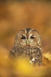 Tawny owl (Strix aluco), peering from behind a pine tree, United Kingdom, Europe-Kyle Moore-Photographic Print