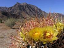 Blooming Barrel Cactus at Anza-Borrego Desert State Park, California, USA-Kymri Wilt-Photographic Print