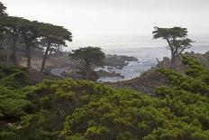 USA, California, Monterey. Monterey Cypress Trees Along 17-Mile Drive-Kymri Wilt-Photographic Print