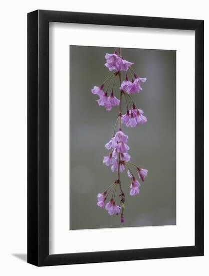 Kyoto Japan 4-Art Wolfe-Framed Photographic Print