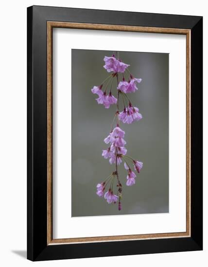 Kyoto Japan 4-Art Wolfe-Framed Photographic Print