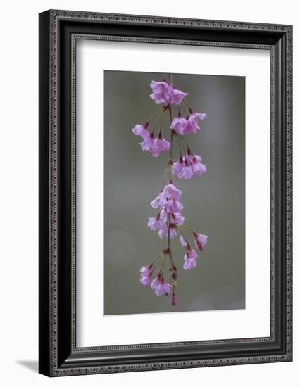 Kyoto Japan 4-Art Wolfe-Framed Photographic Print