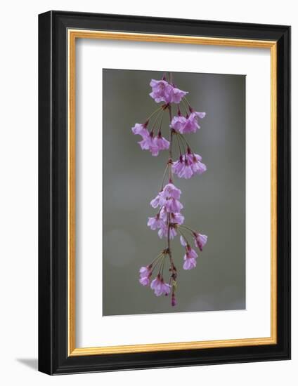 Kyoto Japan 4-Art Wolfe-Framed Photographic Print