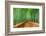Kyoto, Japan at the Bamboo Forest.-SeanPavonePhoto-Framed Photographic Print