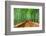 Kyoto, Japan at the Bamboo Forest.-SeanPavonePhoto-Framed Photographic Print
