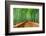 Kyoto, Japan at the Bamboo Forest.-SeanPavonePhoto-Framed Photographic Print