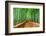 Kyoto, Japan at the Bamboo Forest.-SeanPavonePhoto-Framed Photographic Print